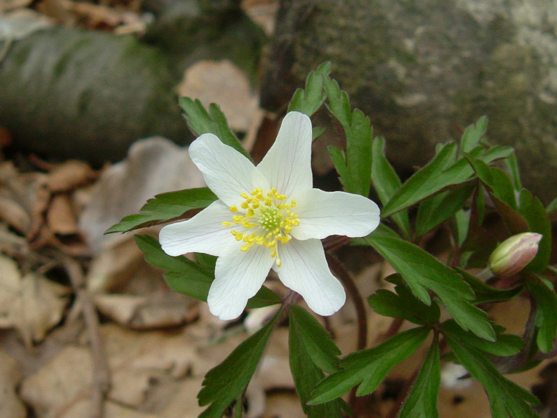 Anemonoides  nemorosa / Anemone bianca